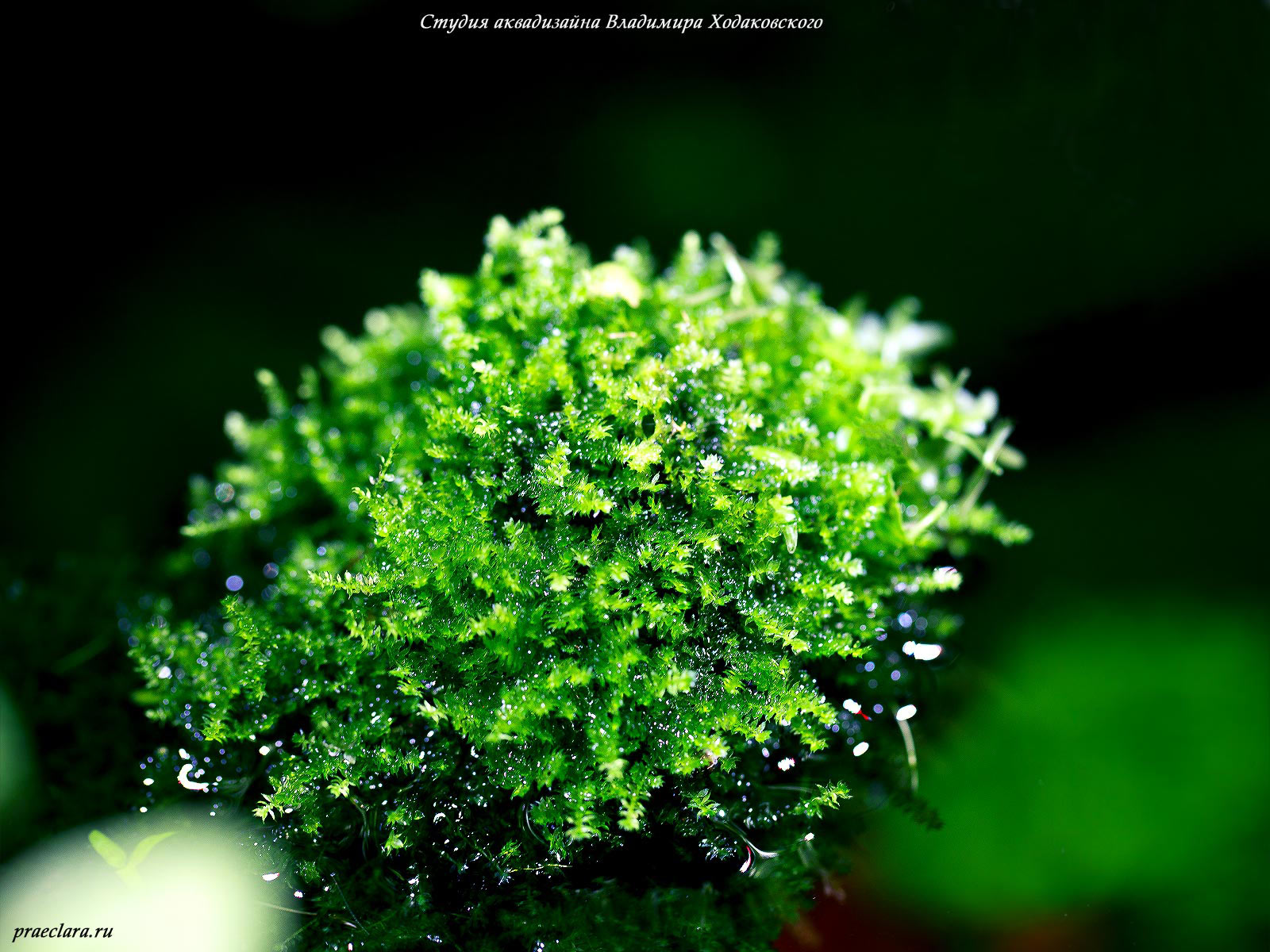 Такой изменчивый «рождественский мох» Vesicularia montagnei (Christmas moss)