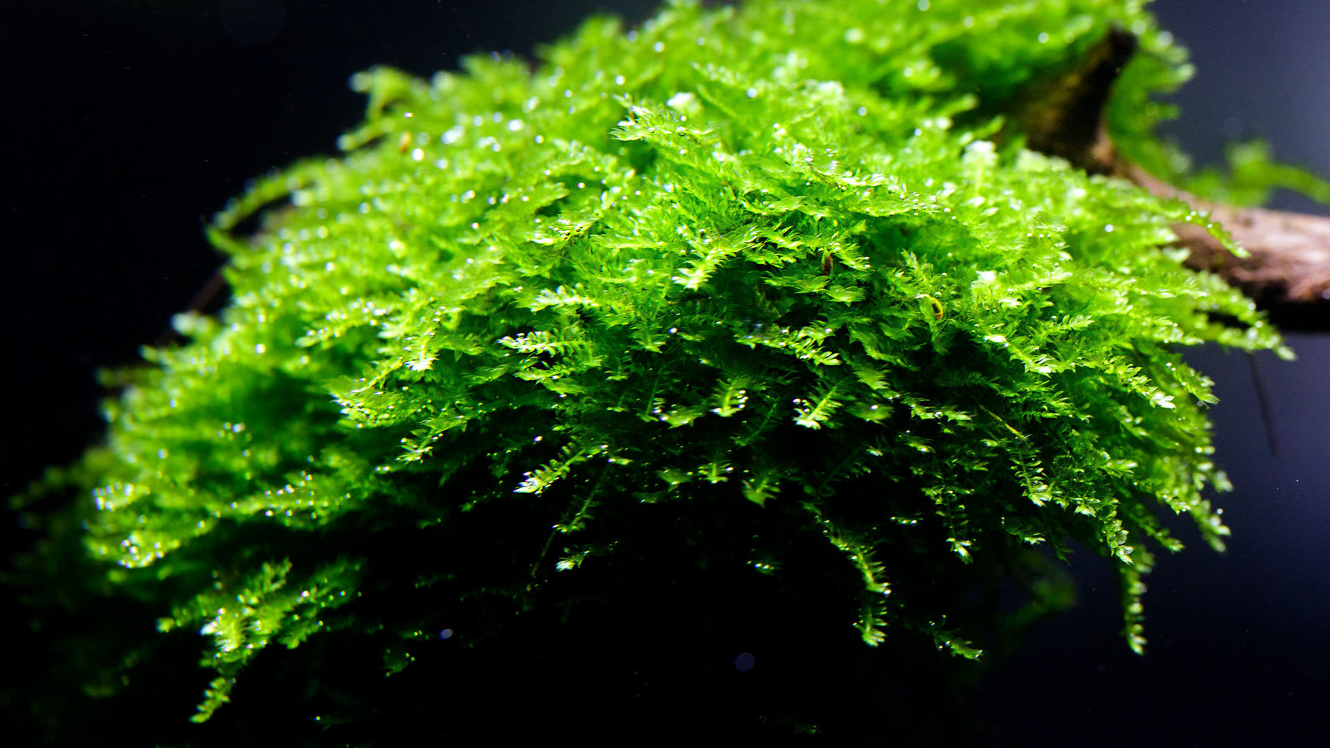 Такой изменчивый «рождественский мох» Vesicularia montagnei (Christmas moss)