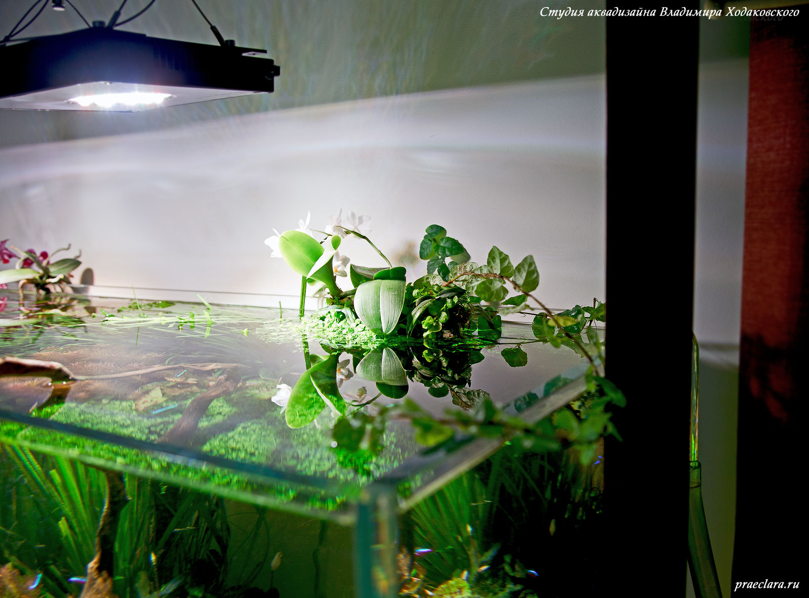 Светодиодные светильники в растительном аквариуме: в поисках идеала