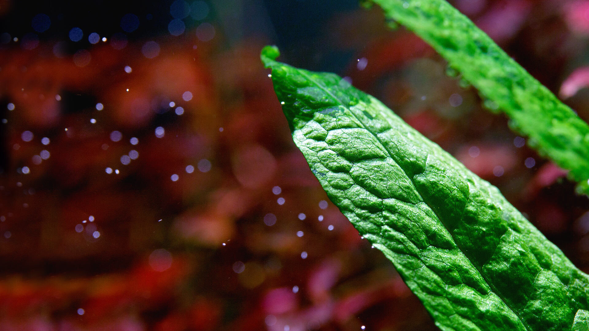 Аквариумные растения – краски аквадизайнера