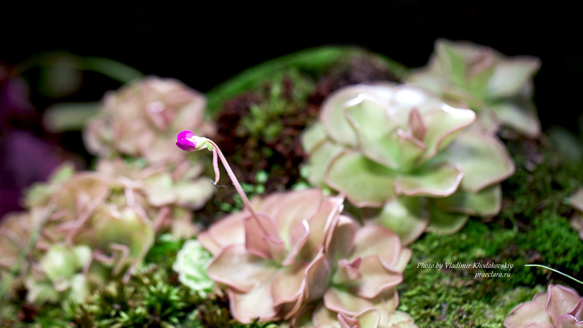 Жирянка сетос (Pinguicula sethos), цветок