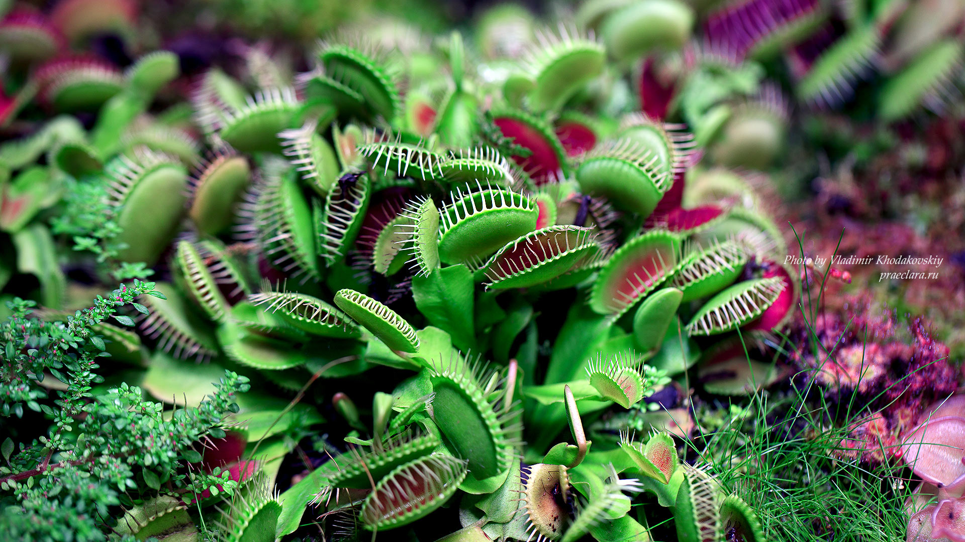 Венерина мухоловка (Dionaea muscipula) Хищный аквариум