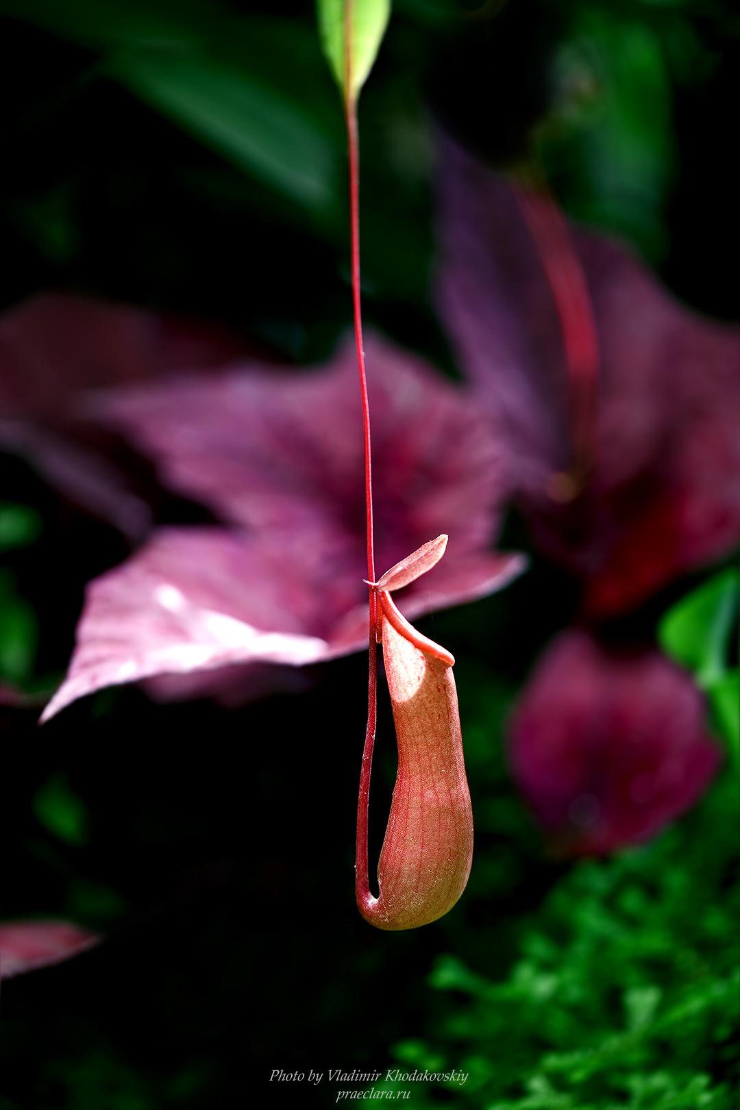 Кувшиночники (Nepenthes)