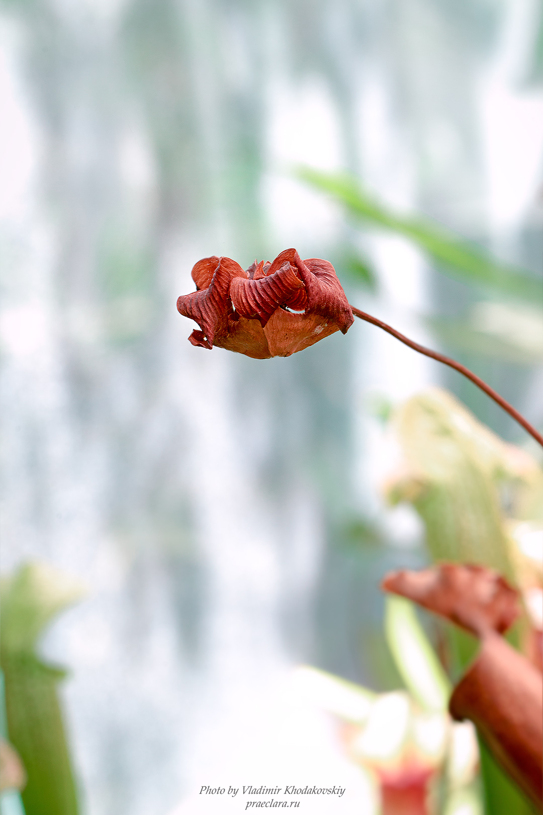 Sarracenia, цветок, гибридная форма