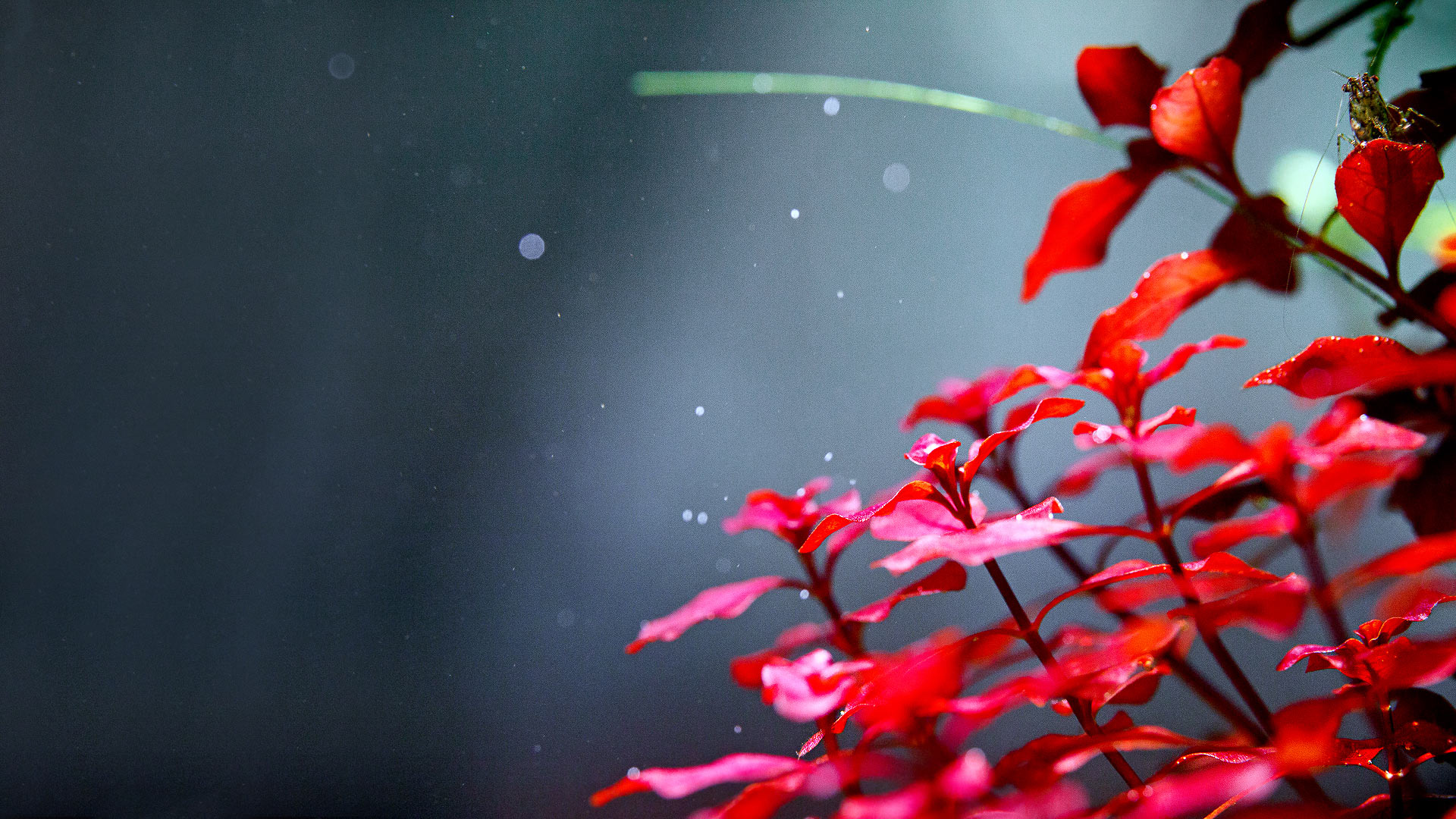 Удобрения для аквариумных растений «Praeclara Plant». Людвигия супер ред (Ludwigia palustris super red)